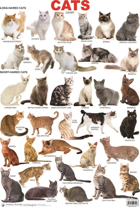 types of cats.